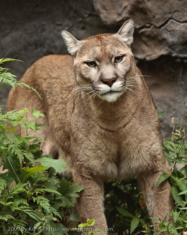 Eastern puma wiki deals