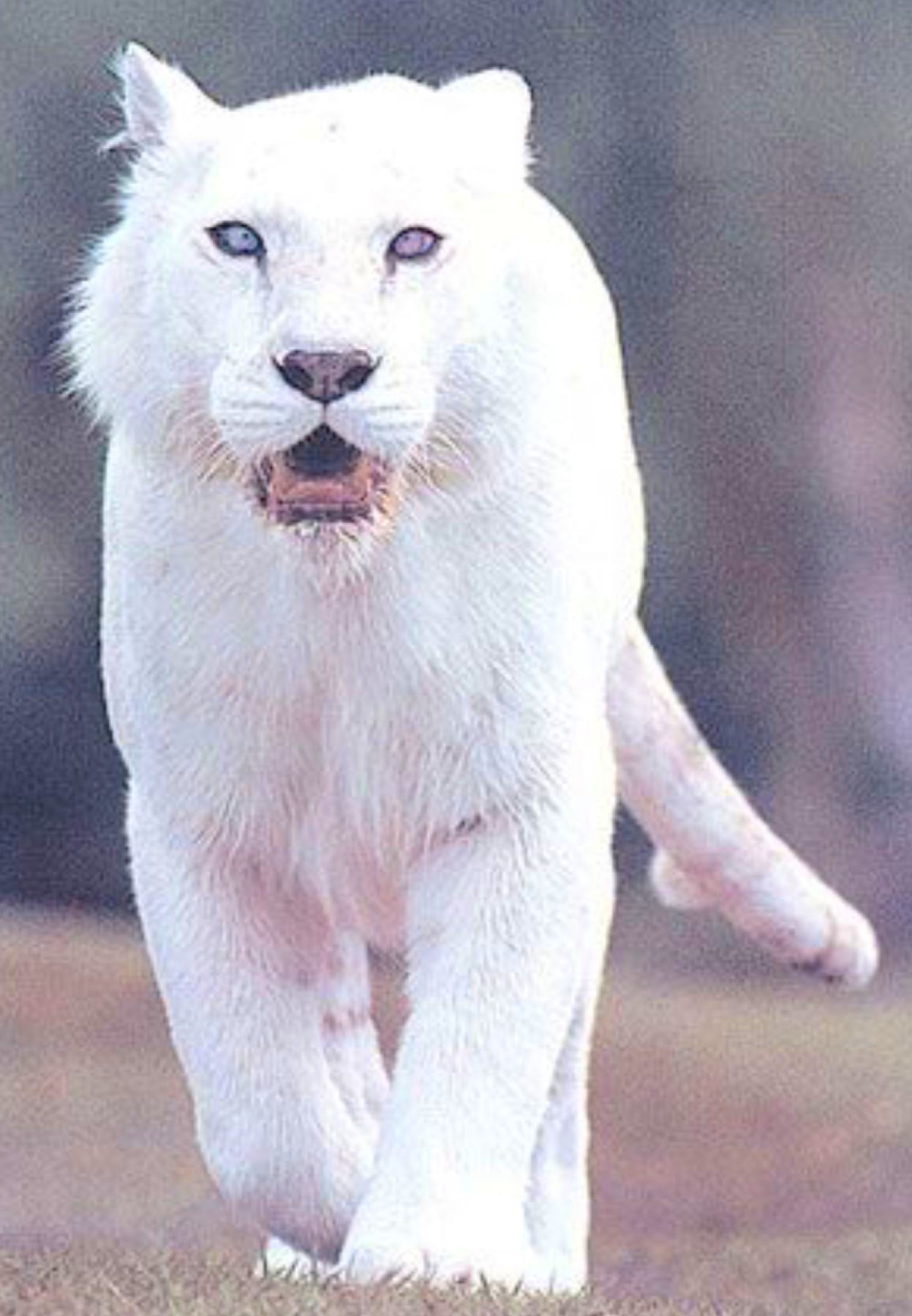White wild cheap cat species