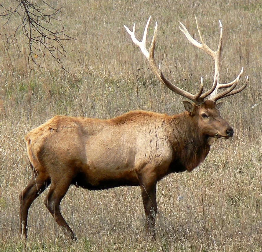 Labrador Island Novum Terram Wiki Fandom