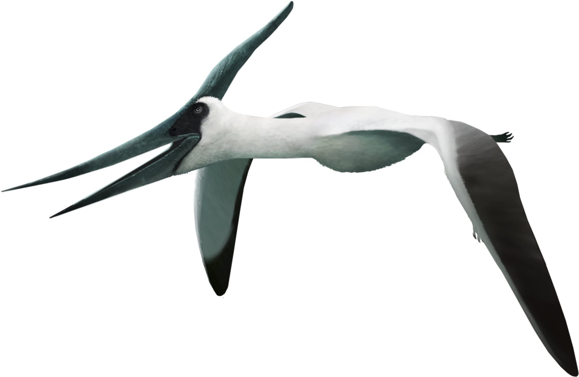 Pteranodon (SciiFii) | Novum Terram Wiki | Fandom