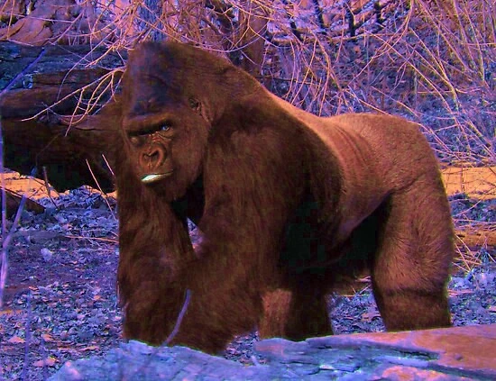 Canadian Gorilla | Novum Terram Wiki | Fandom