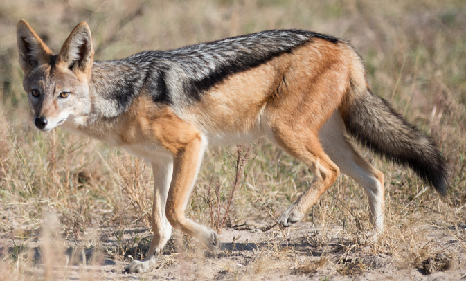 can jackals breed with dogs