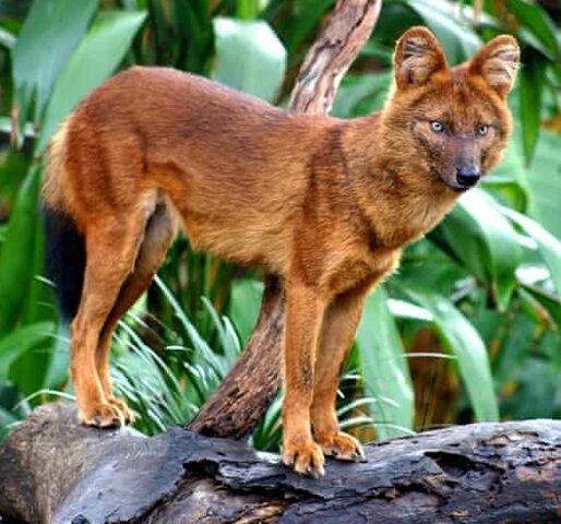 Dhole - Wikipedia