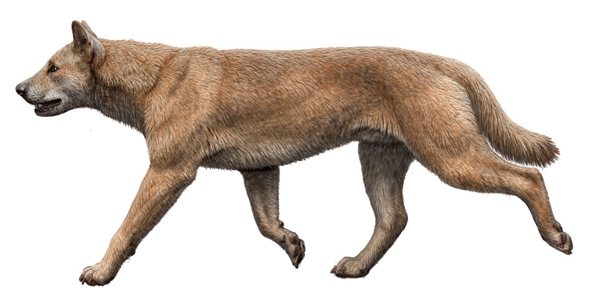 Dingo - Wikipedia