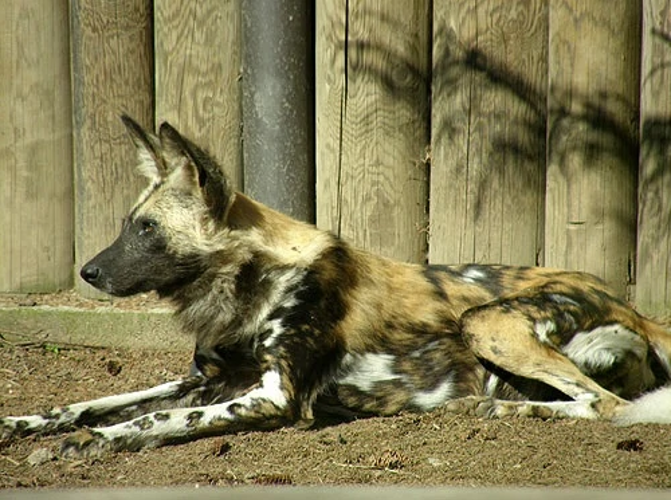 domestic african hunting dog