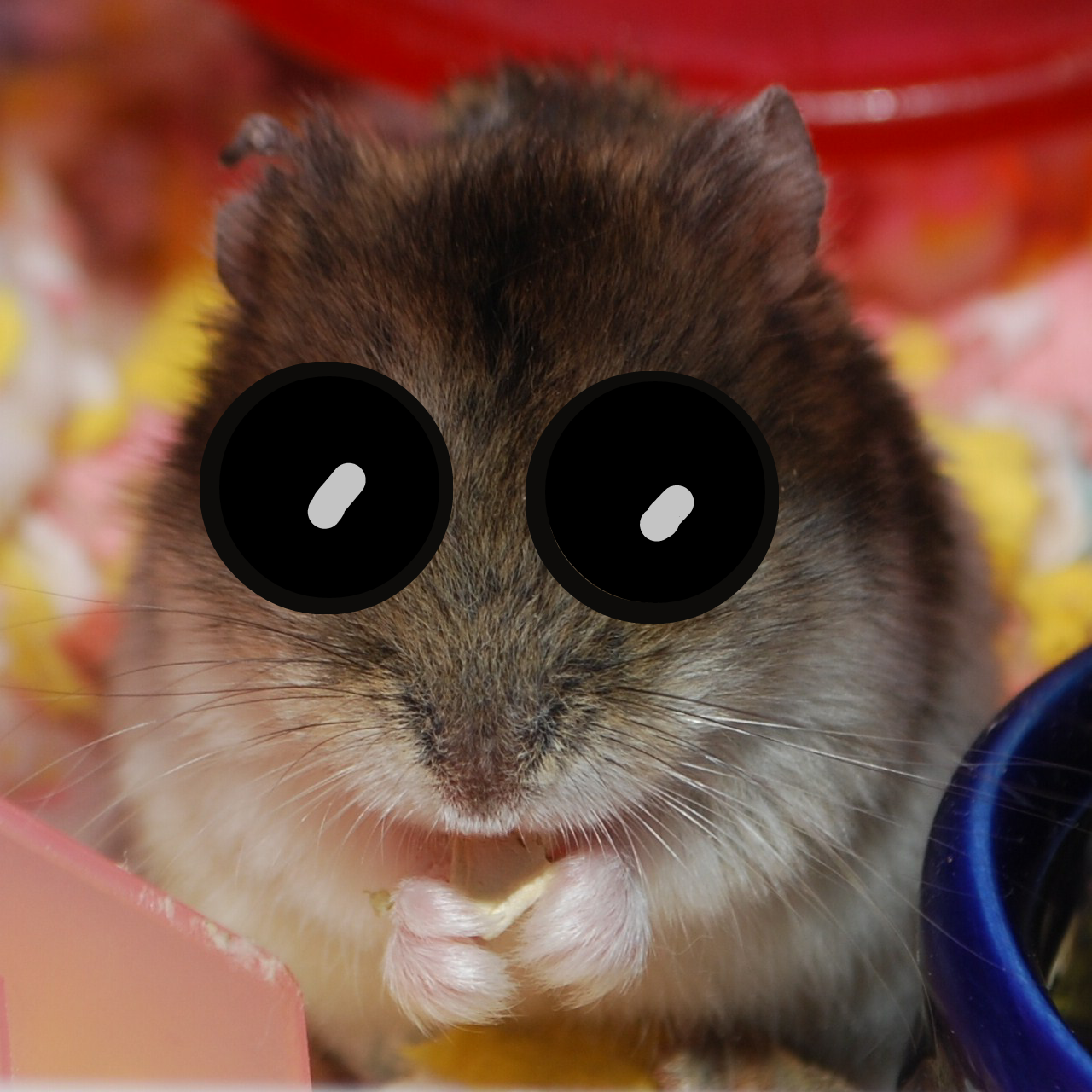 American hamster, SciiFii Wiki