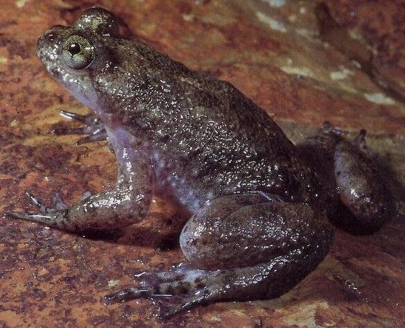 Gastric-brooding frog (SciiFii), Novum Terram Wiki