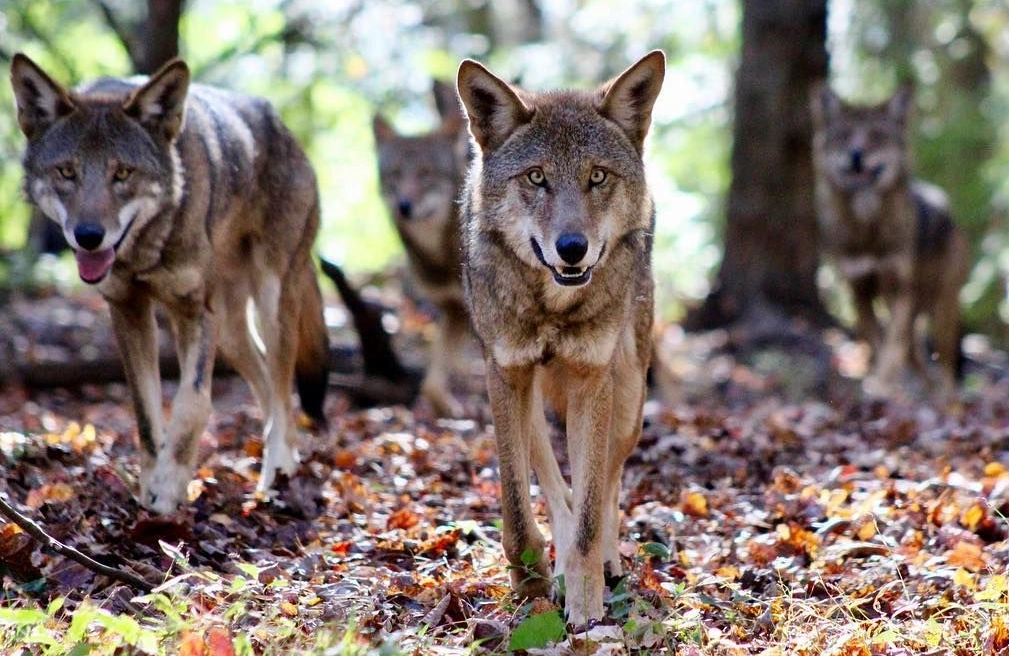 Red Wolf Pack Howling