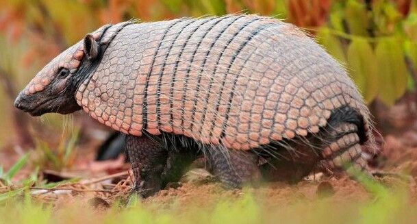 List of armadillo brand, user reviews, editorial reviews