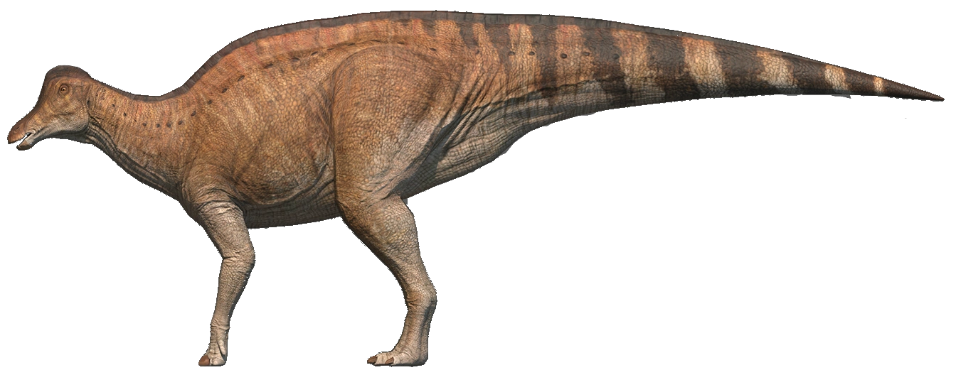 Jaxartosaurus (SciiFii) Novum Terram Wiki Fandom