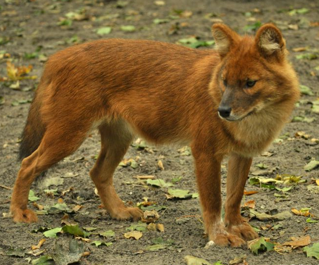 Dhole - Wikipedia