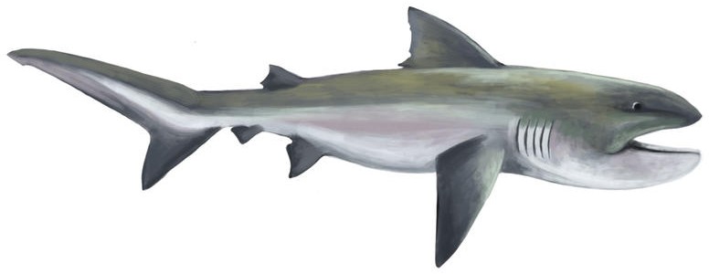 Megamouth Shark, Megachasma pelagios