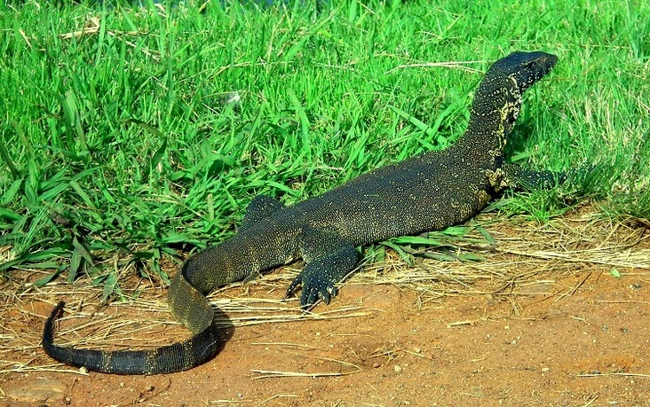 洋書 Monitor Lizards 自然史と飼育 【公式通販】