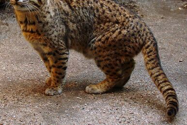 Alaskan snow leopard (SciiFii), Novum Terram Wiki