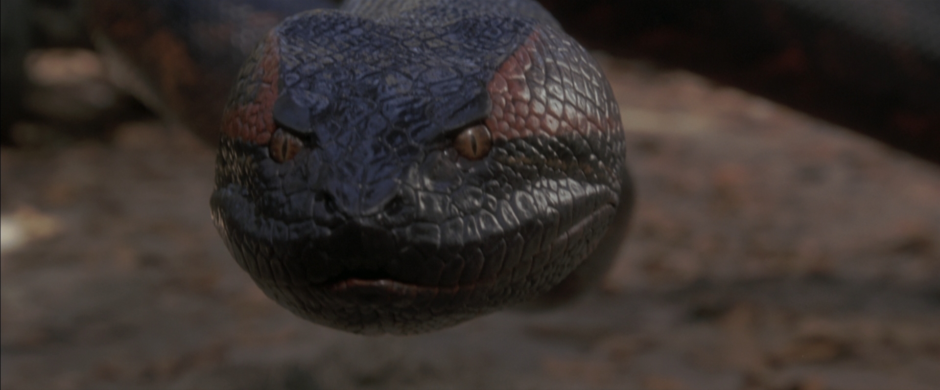 anaconda 2 movie wiki anaconda 2 movie wiki