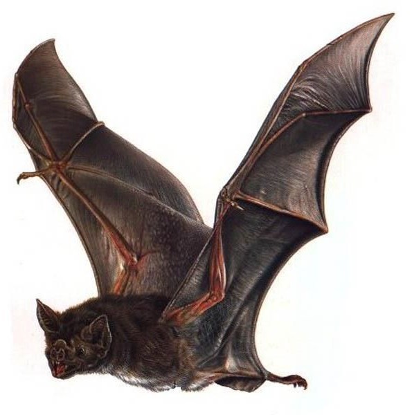 flying vampire bat