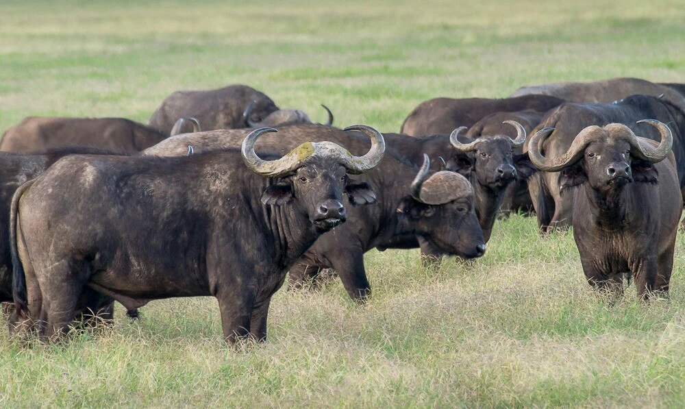 Domestic Savannah Buffalo Novum Terram Wiki Fandom