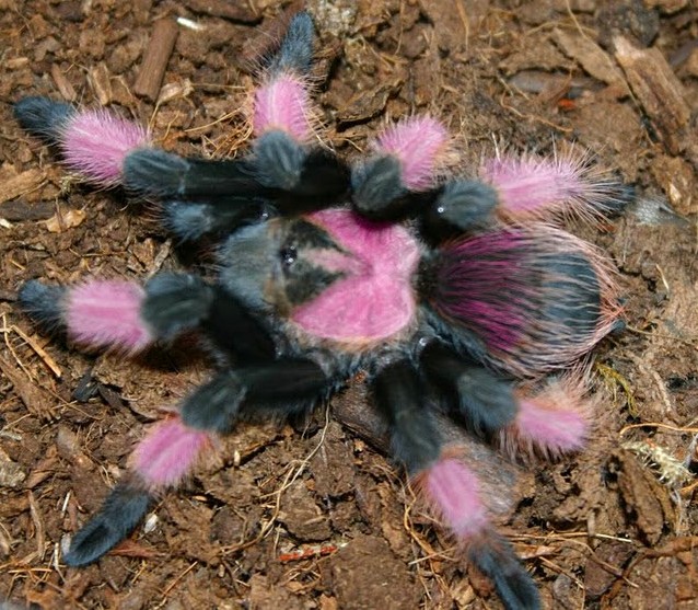 pink tarantulas