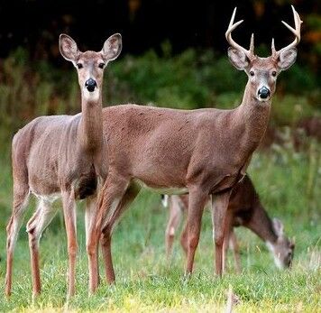 Are There Whitetail Deer in California: Unveiling the Truth
