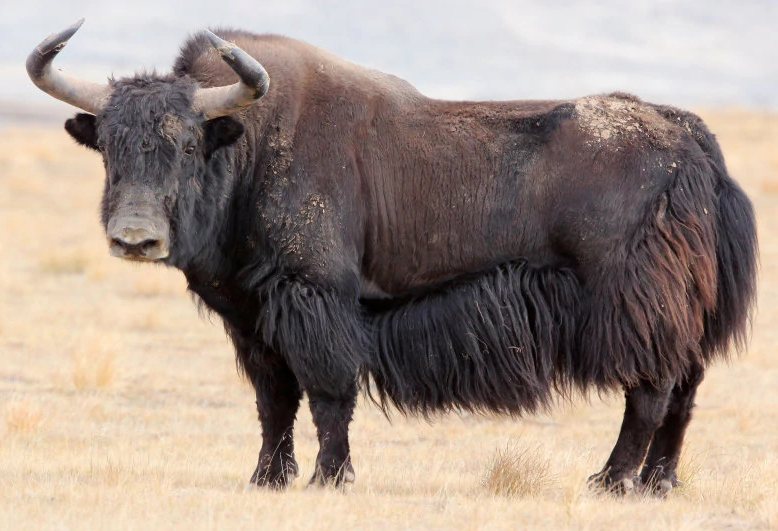 Alaskan wild yak (SciiFii) | Novum Terram Wiki | Fandom