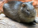 Hațeg Island Guinea pig, one of the native rodent species of Hațeg Island, is commonly found roaming freely in grasslands and human settlements of this island. Unlike mainland Guinea pigs, these Guinea pig species can reproduce fast and adapt well into human settlements, usually making human houses their home, making these Guinea pigs pests due to their destructive nature towards furniture and some other man-made equipment in houses of Hațeg Island, so people of this island view them in a similar point of view like mainland people who hated wild house mice, which are also considered as pests.