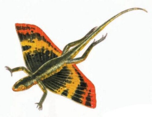 Terradragon Geographanis | Duel Masters Wiki | Fandom
