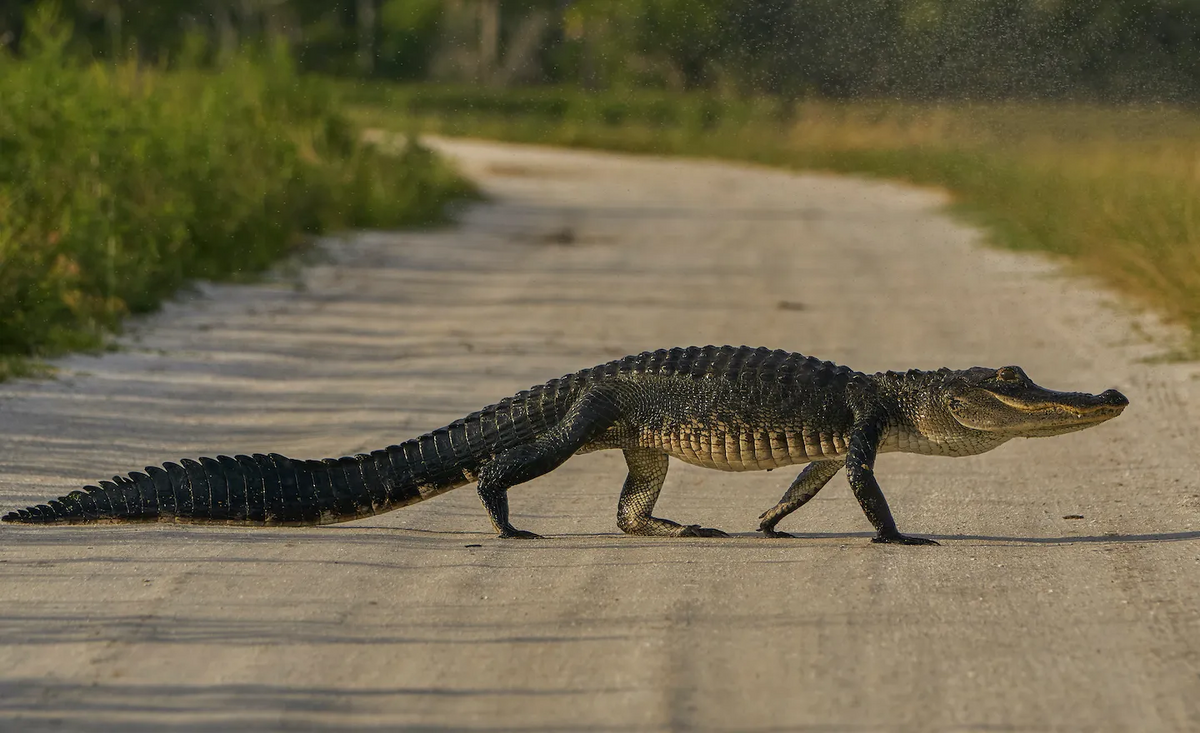Russian Crocodile (SciiFii) | Novum Terram Wiki | Fandom