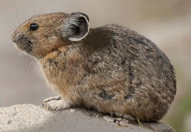 Giant pika (SciiFii) | Novum Terram Wiki | Fandom