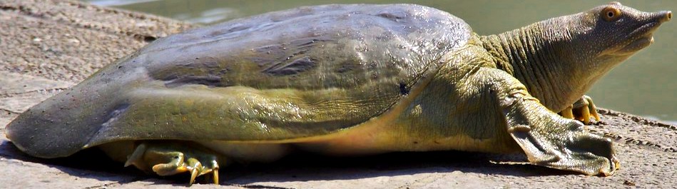 Greater Softshell Turtle Sciifii Novum Terram Wiki Fandom 