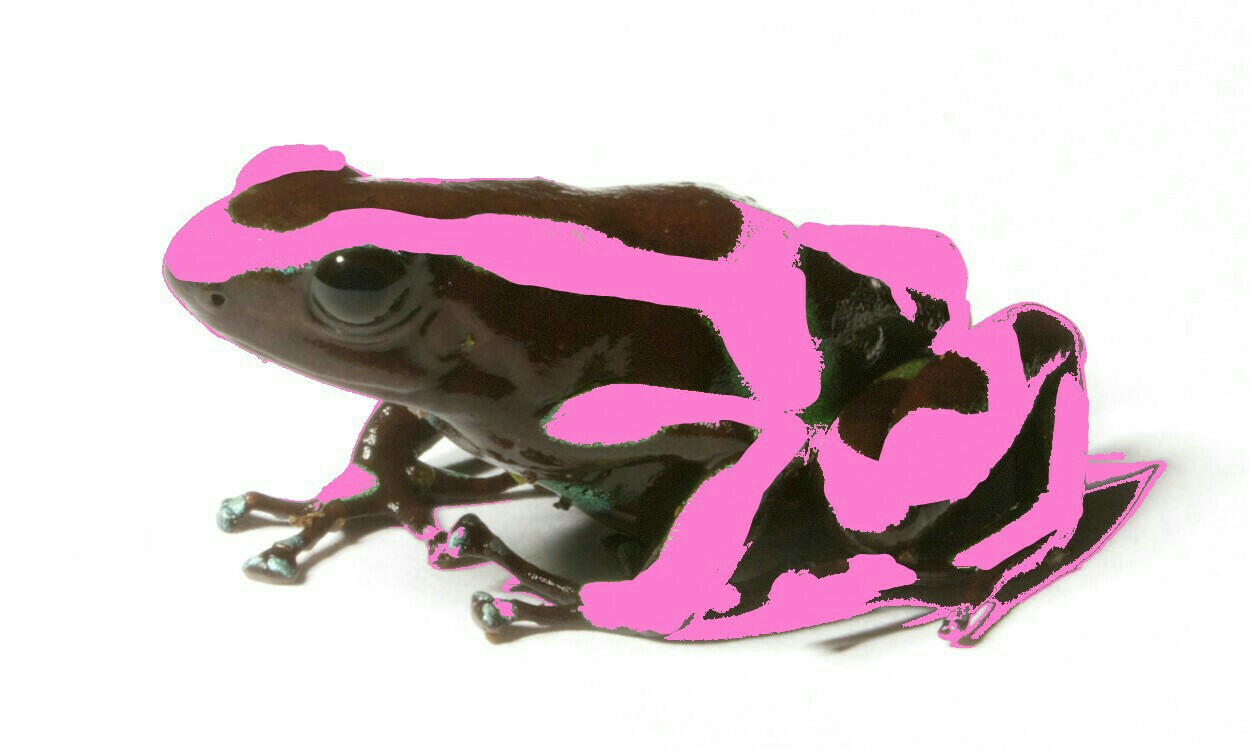 pink poison dart frogs