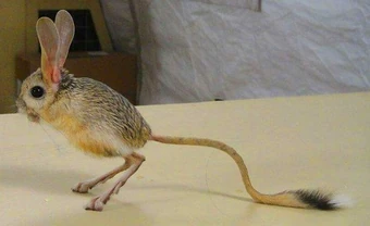 American jerboa (SciiFii) | Novum Terram Wiki | Fandom