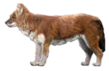 Dhole - Wikipedia