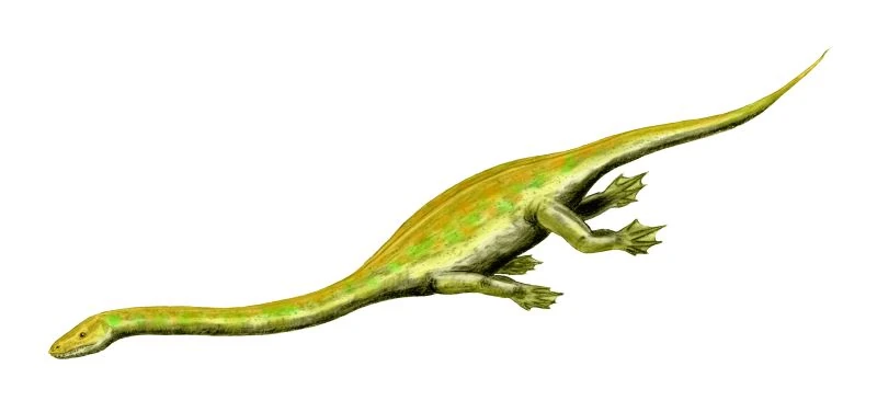 dino13様 Dinocephalosaurus | Novum Terram Wiki | Fandom