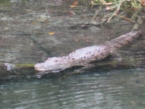 California Crocodile | Novum Terram Wiki | Fandom California Crocodile | Novum Terram Wiki | Fandom