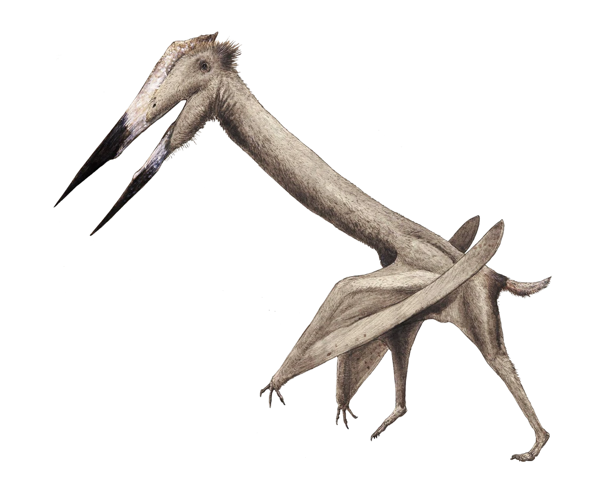 1200?cb=20201231223951