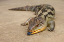 Blue-tongued skink, one of the most common non-native reptiles of this island, about as common to encounter as encountering feral/stray cats in Californian cities.