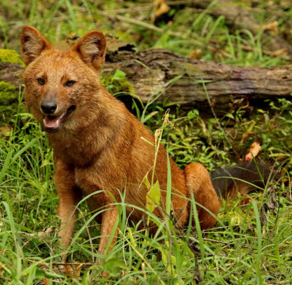 Dhole - Wikipedia