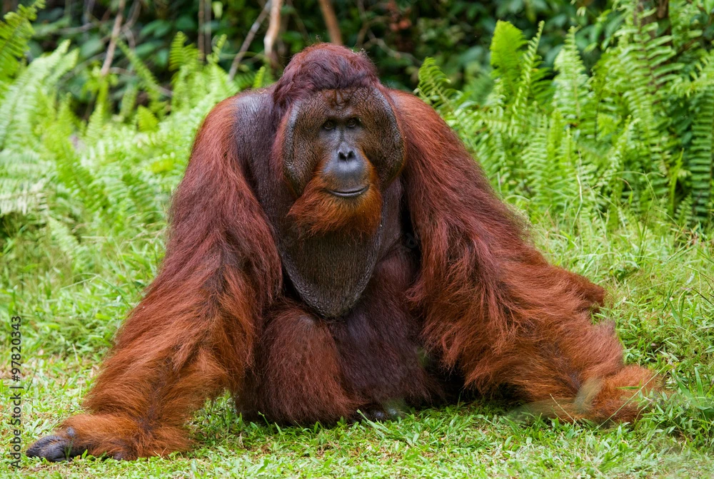 Japanese Orangutan | Novum Terram Wiki | Fandom