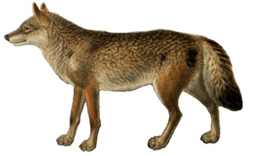 Channel Island wolf (SciiFii) | Novum Terram Wiki | Fandom