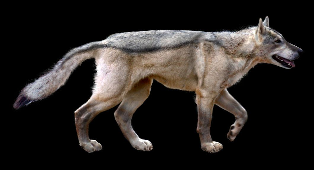 Big Dog Wolf