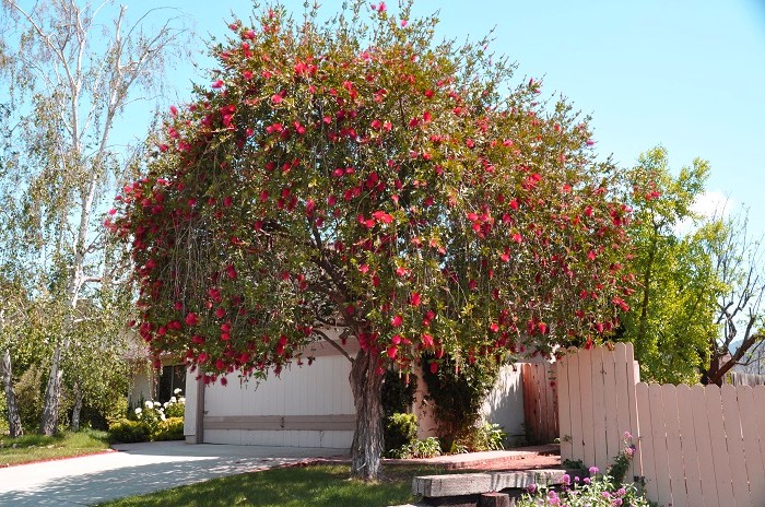 Callistemon - Wikipedia