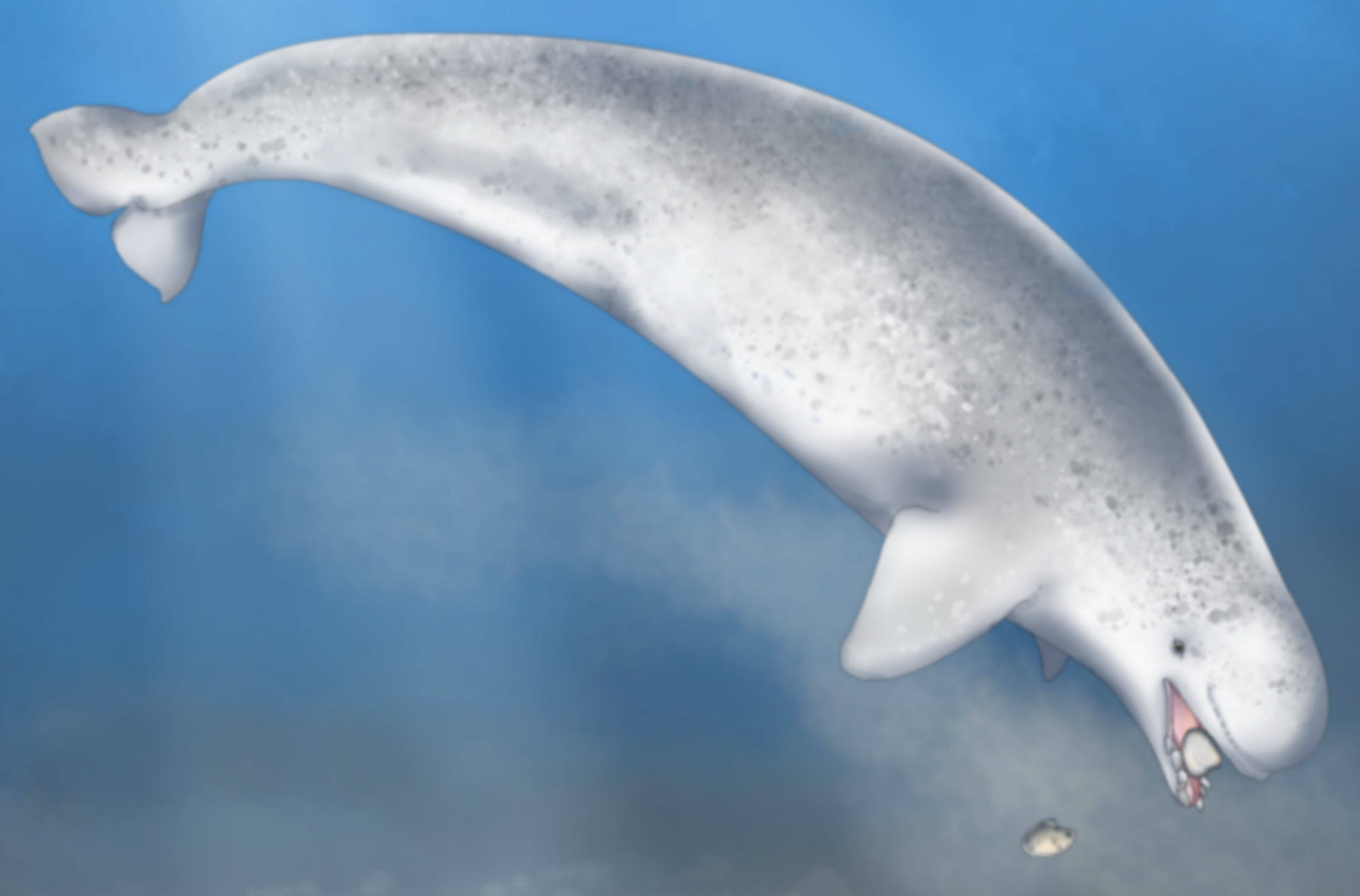 narwhal beluga hybrid