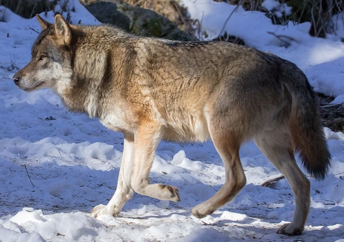 Northern Asian gray wolf (SciiFii) | Novum Terram Wiki | Fandom