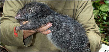 Big Mouse Novum Terram Wiki Fandom