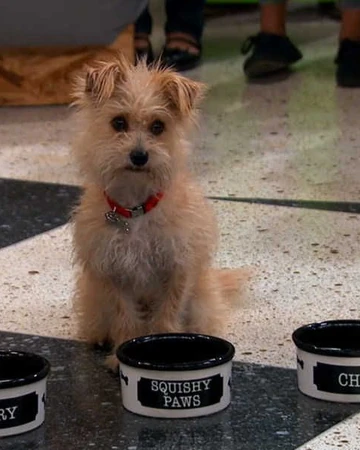 royal canin neutered male cat food