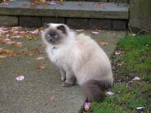Strathcona-Siamese-Persian-mix-cat-3730 (1)