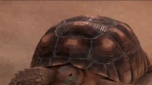 Turtle.png