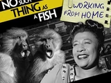 Episode 366: No Such Thing As Listening To Your Marmalade