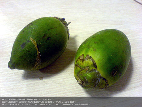 正港台湾槟榔 網際網路資源應用99 Wiki Fandom