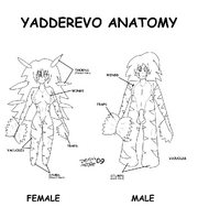 Yadderevo Anatomy